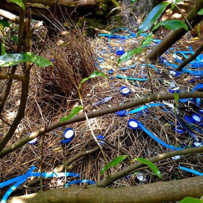 The image captures the presence of plastic in our natural environment (where it shouldn't be). The native Satin Bowerbird here has collected pieces of plastic for its notoriously blue nest. With the introduction of plastic pollution into natural habitats, harmful chemicals plastics contain are entering our biosphere. Image supplied by the Take 3 Facebook page, via Bianca Jane.