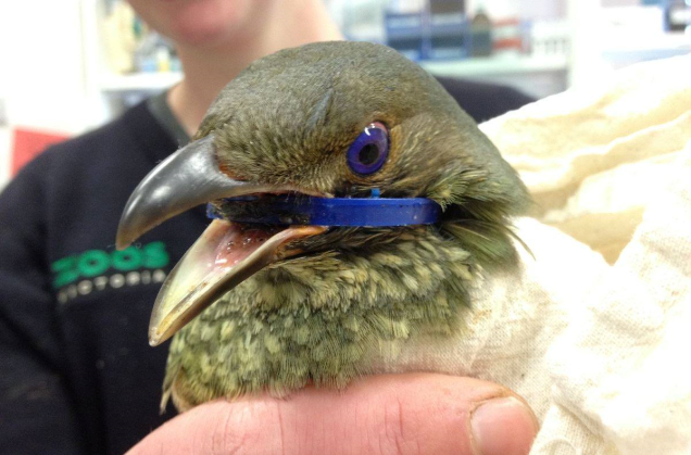 Here is a native Bower Bird again suffering the consequences of human havoc. A plastic blue bottle lid ring is caught around this beautiful birds neck, before Zoo Victoria staff removed it. Photo supplied by Zoos Victoria and Healesville Sanctuary.